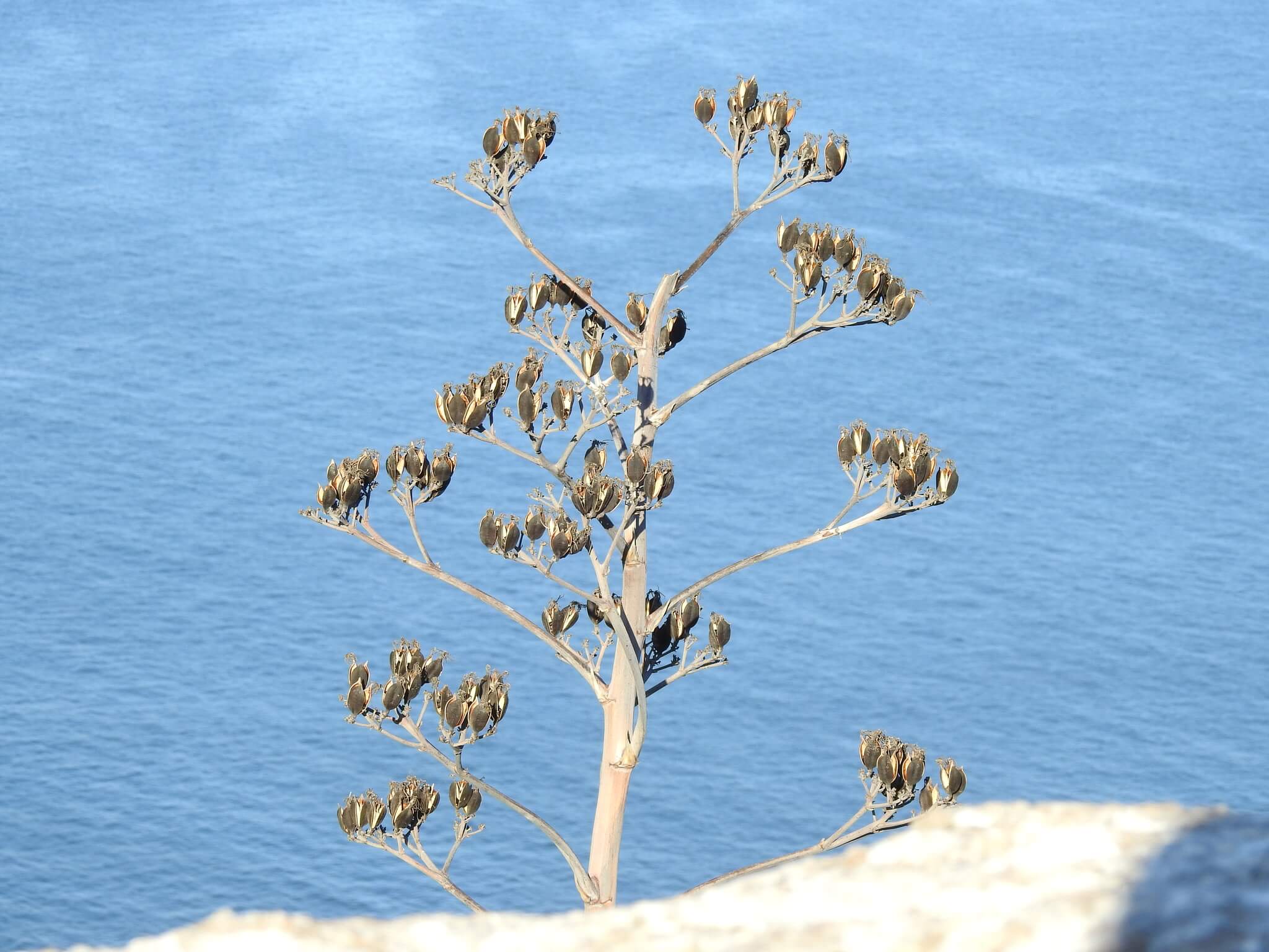 Agave angustifolia